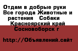 Отдам в добрые руки  - Все города Животные и растения » Собаки   . Красноярский край,Сосновоборск г.